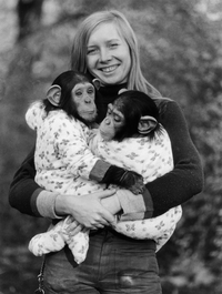 Bärbel Uphoff mit den Schimpansen „Max“ und „Moritz“ im Jahr 1974 (Aufnahme: Schey, Archiv des Allwetterzoos Münster)