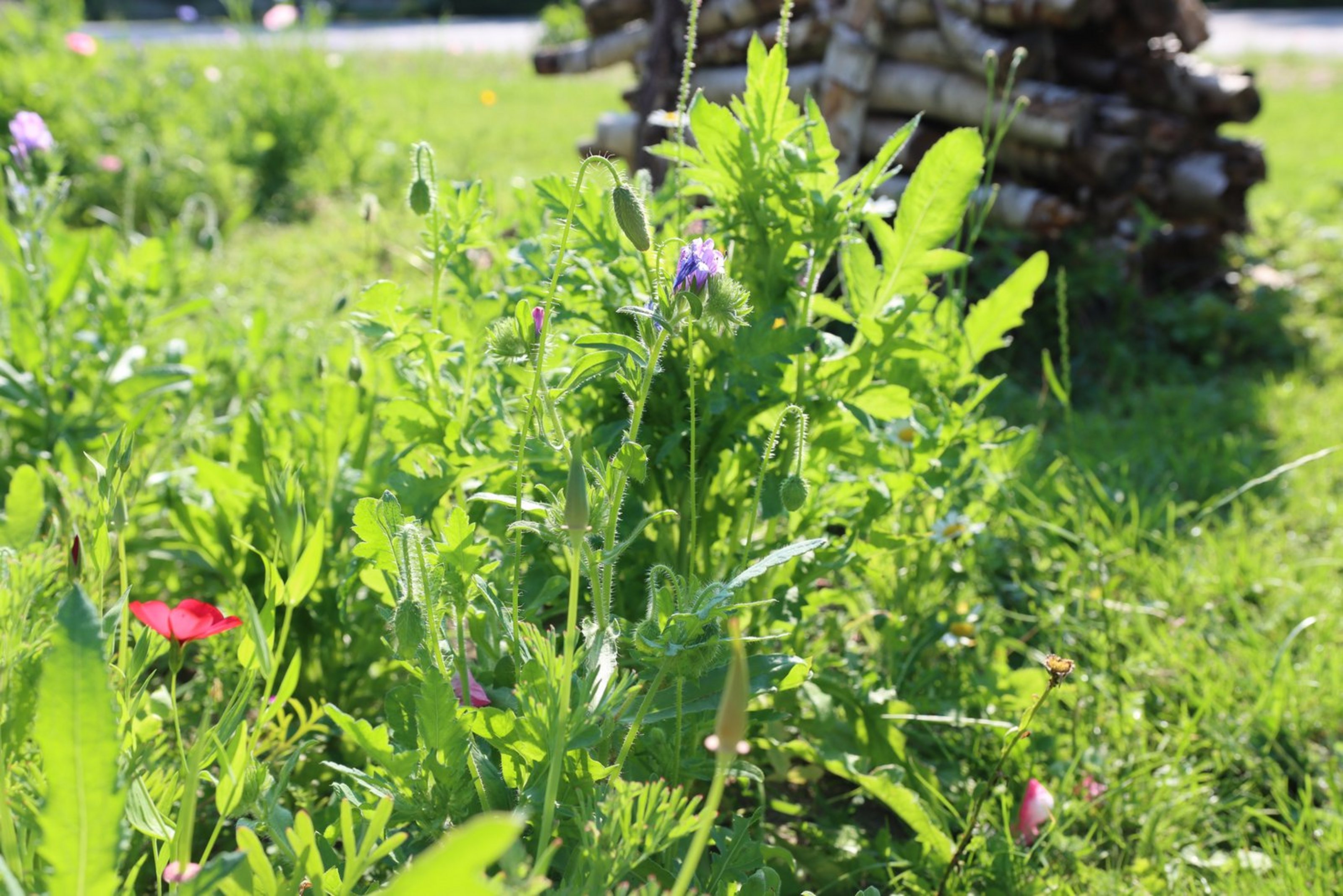 Blumen wachsen auf einer Wiese. Im Hintergrund ist ein Holzstapel zu sehen. In der Mitte ist eine lila Blume.