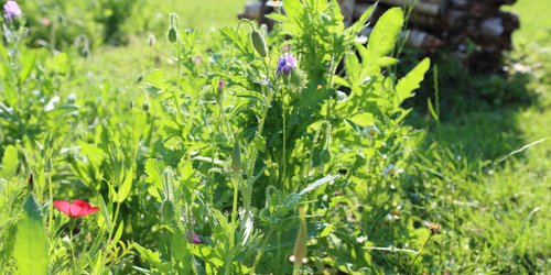 Blumen wachsen auf einer Wiese. Im Hintergrund ist ein Holzstapel zu sehen. In der Mitte ist eine lila Blume.
