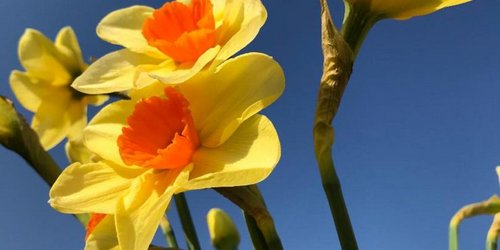 Vor blauem Hintergrund stehen gelbe Osterglocken mit orangem Blütenkelch.