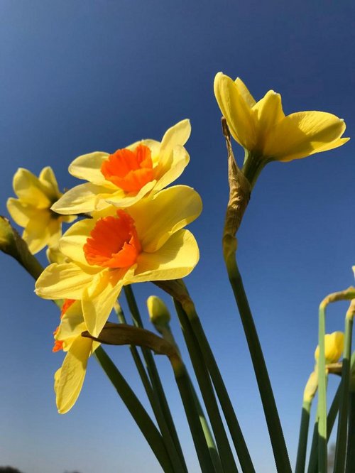 Vor blauem Hintergrund stehen gelbe Osterglocken mit orangem Blütenkelch.