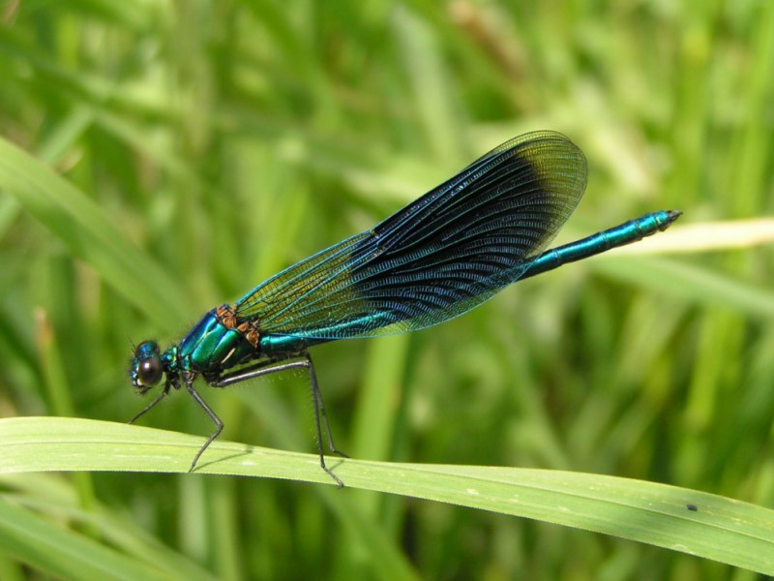 Eine Blauflügel-Prachtlibelle sitzt auf einem Grashalm in einer Wiese.