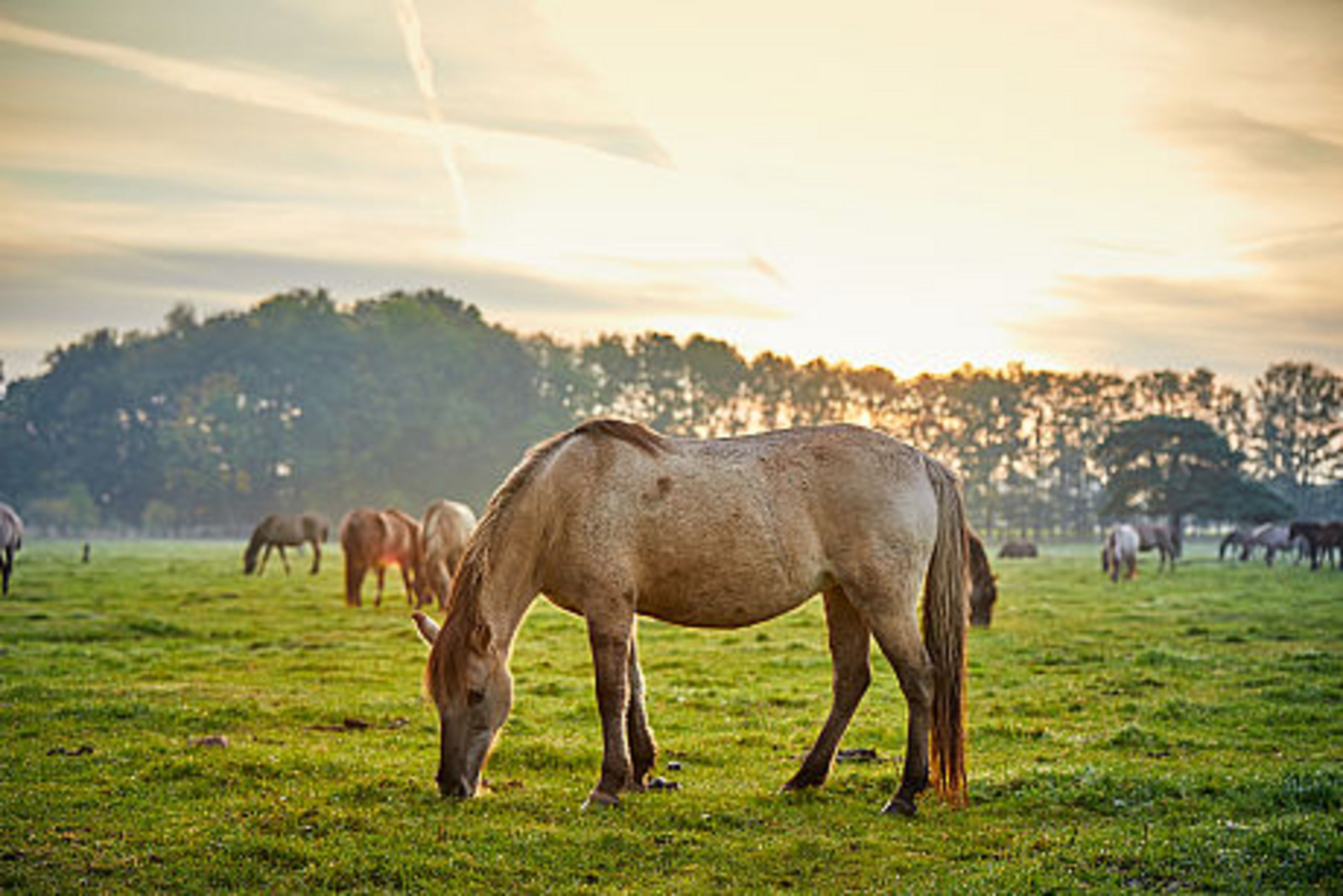 Link zur Webseite Reitwege