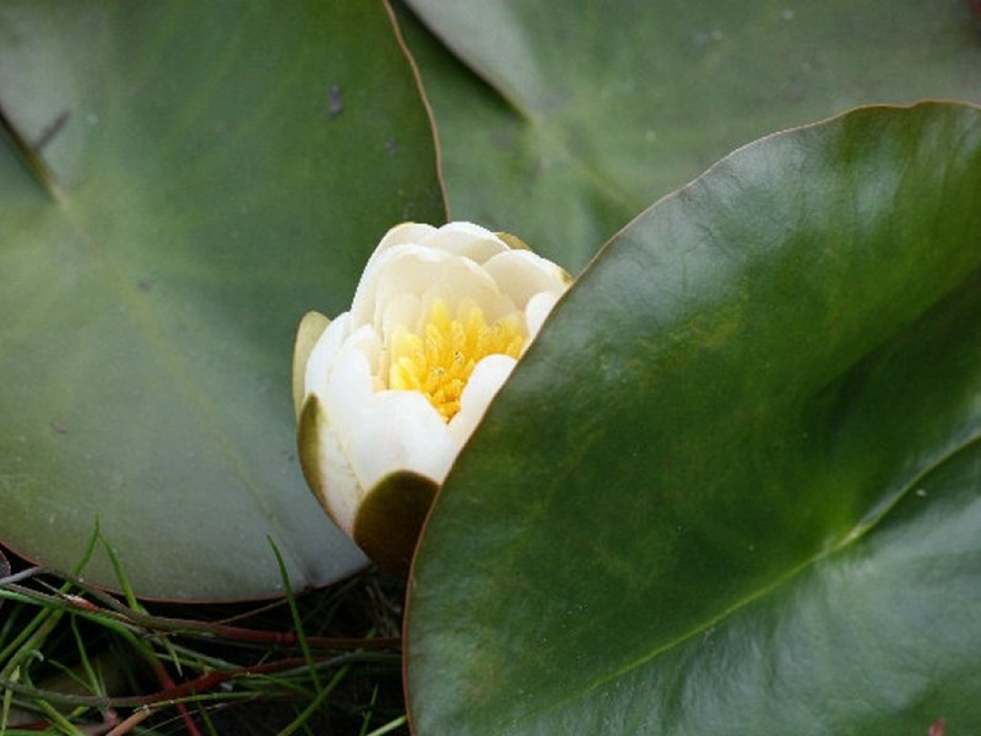 Eine Seerosenblüte vor drei großen Seerosenblättern