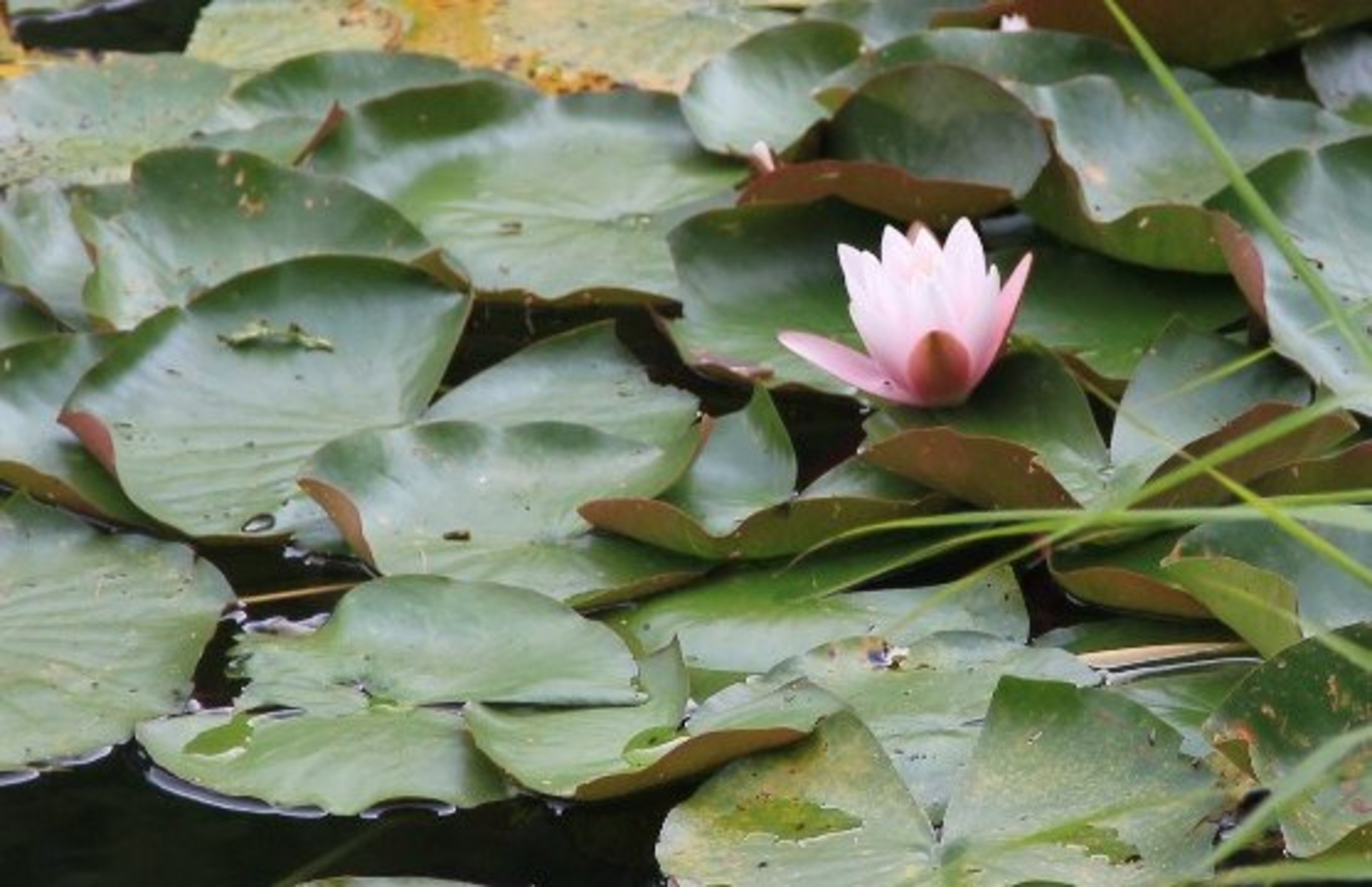 Eine rosafarbene Seerosenblüte auf zahlreichen Seerosenblättern in einem See.