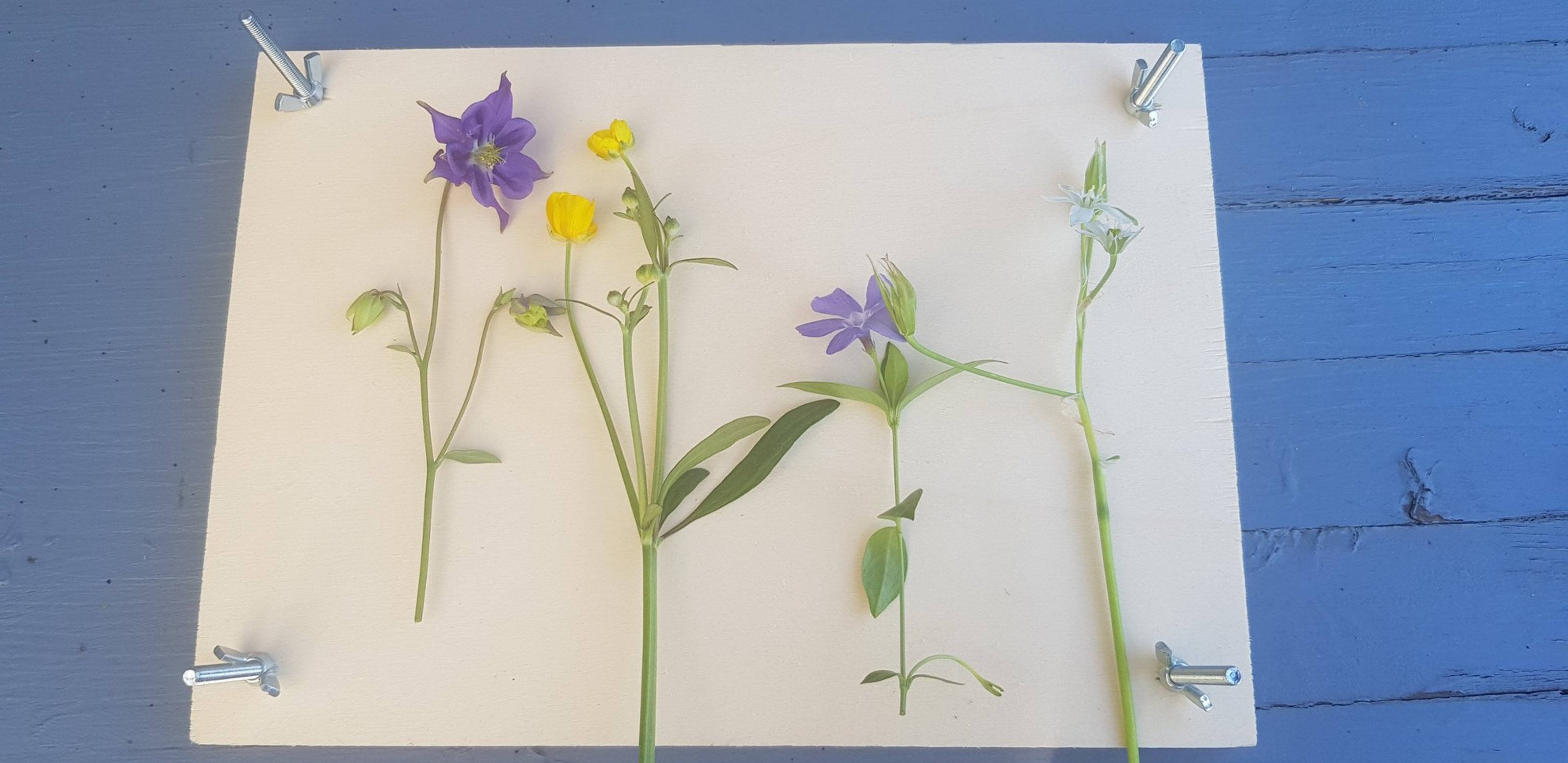 Vier Blumen mit Blüten in Lila, Gelb und Weiß liegen auf einem weißen Blatt Papier.