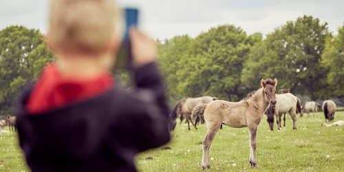 Eine Kind steht auf einer Wiese und fotografiert mit dem Smartphone eine Pferdeherde.