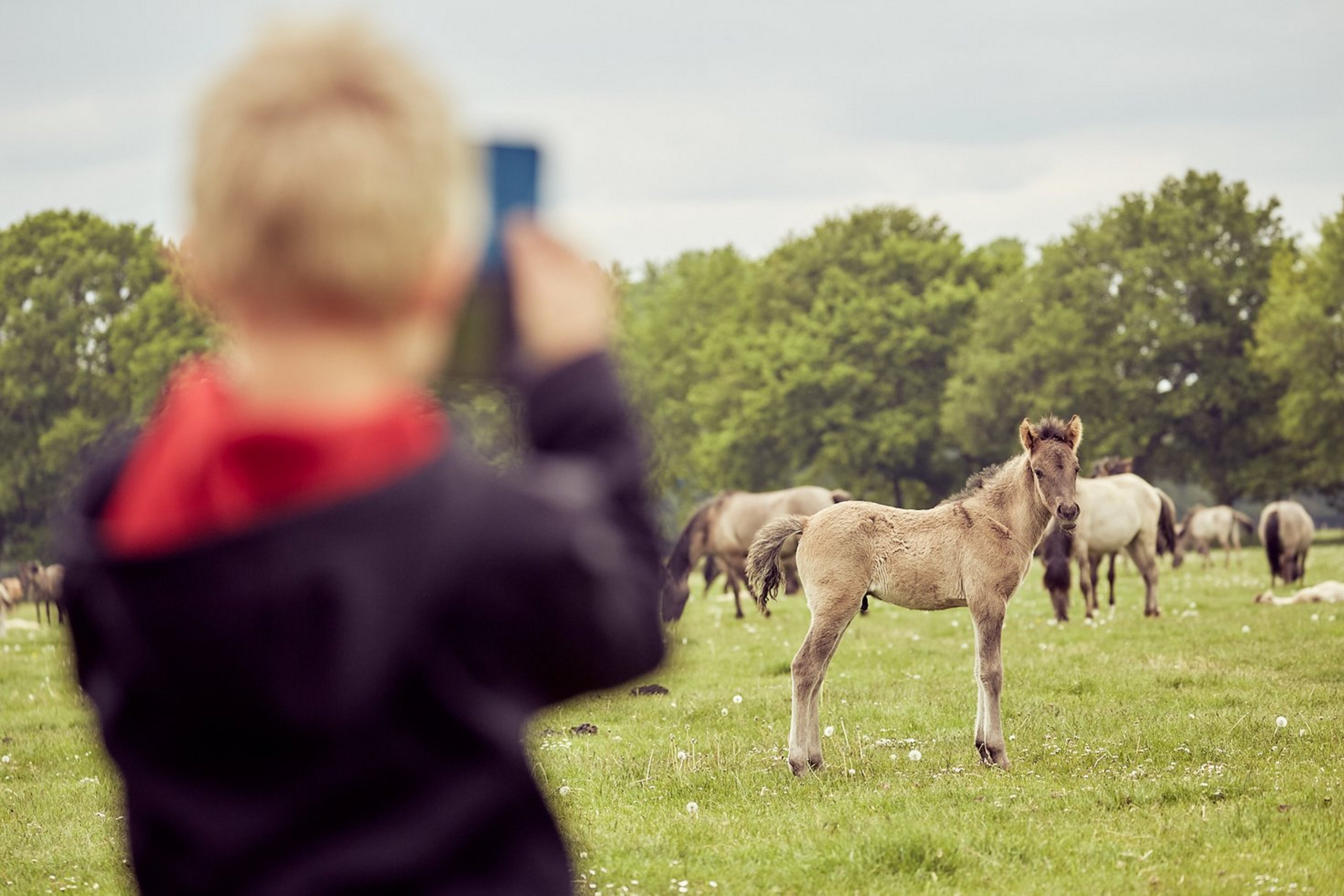 Eine Kind steht auf einer Wiese und fotografiert mit dem Smartphone eine Pferdeherde.