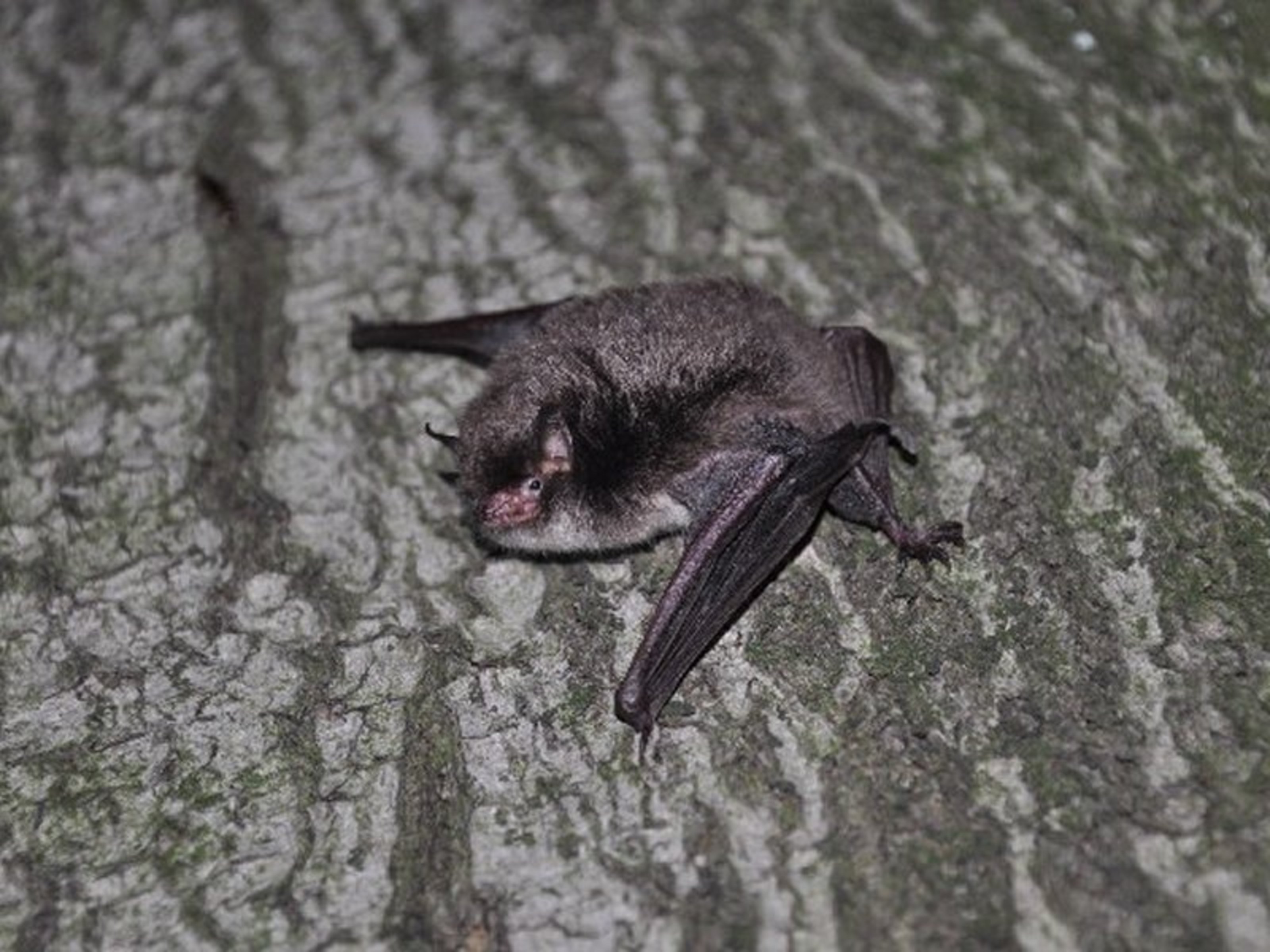 Eine kleine Wasserfledermaus sitzt auf einer Baumrinde.