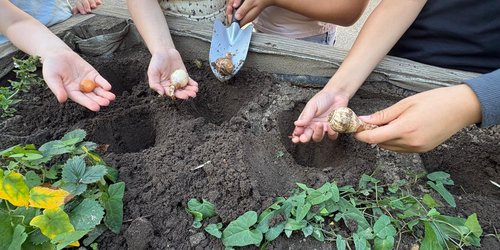Einige Kinder pflanzen Blumenzwiebeln in ein Beet.