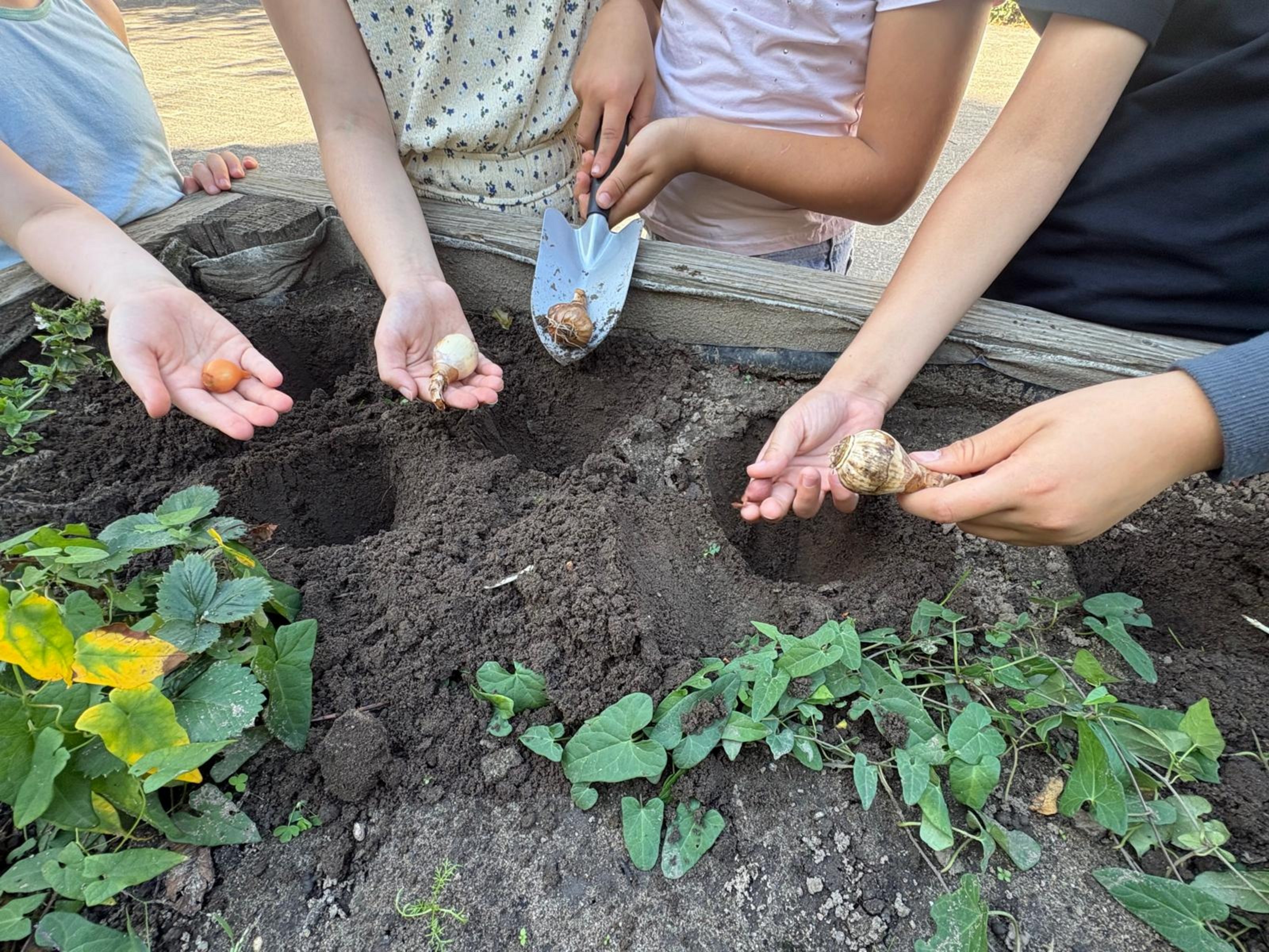 Einige Kinder pflanzen Blumenzwiebeln in ein Beet.