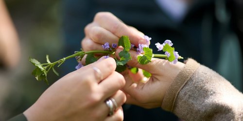 Es sind drei Hände abgebildet, die ein Kraut halten mit lila Blüten.