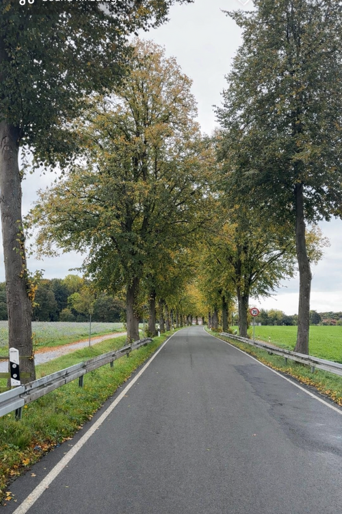Gerade Landstraße mit Baumallee, an der Baumpflege- und Fällarbeiten stattfinden.