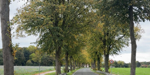 Gerade Landstraße mit Baumallee, an der Baumpflege- und Fällarbeiten stattfinden.