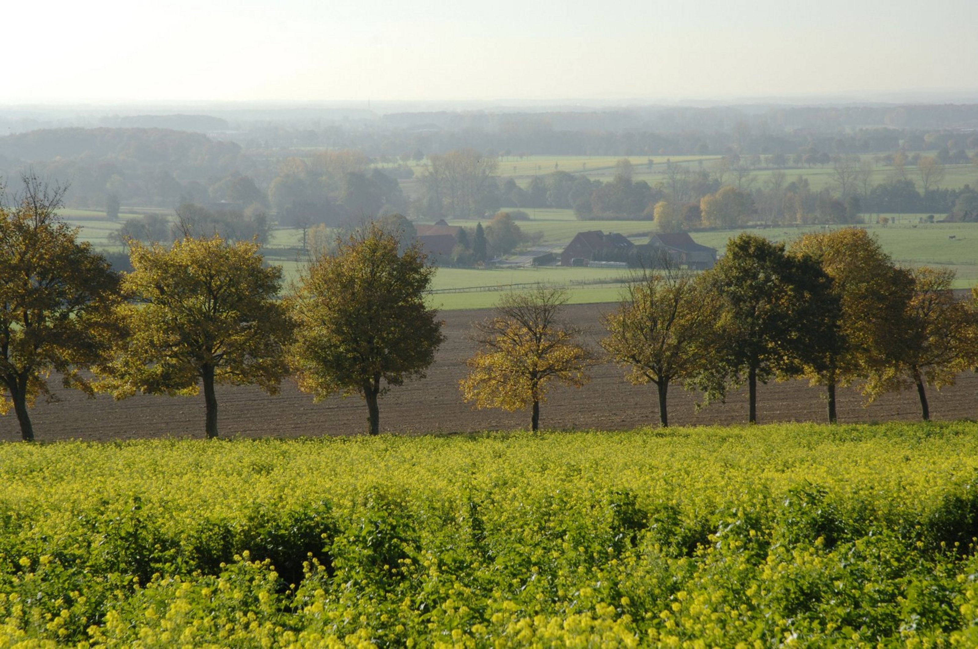 Die Baumberge im Kreis Coesfeld sind heute ein beliebtes Ausflugsziel. (Foto: Kreis Coesfeld) Blick auf die hügelige Landschaft der Baumberge im Kreis Coesfeld. Im Vordergrund ein gelbes Blütenfeld, dahinter eine Reihe herbstlicher Laubbäume. Landwirtschaftliche Flächen, Wiesen und Bauernhöfe erstrecken sich bis zum Horizont, wo die sanften Hügel in leichter Dunstigkeit verschwimmen.