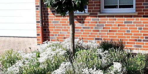 Aufnahme eines frisch angelegten Staudenbeets.