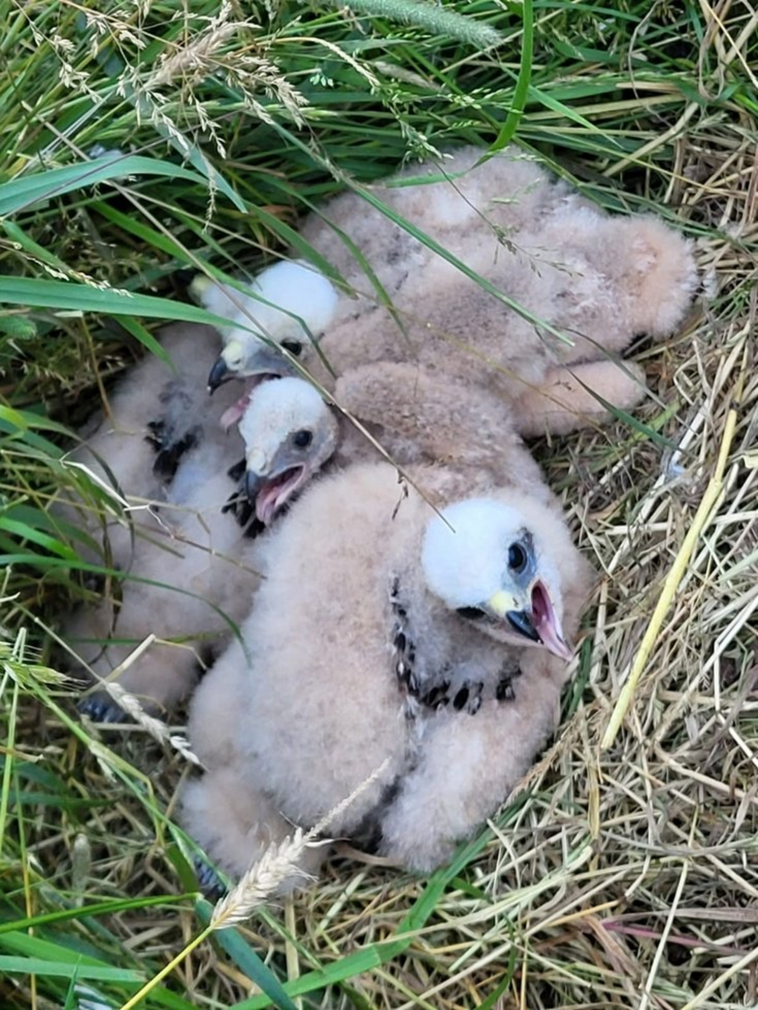 Im hohen Gras sitzen vier Greifvogelküken dicht beieinander. Ihr Gefieder ist grau.