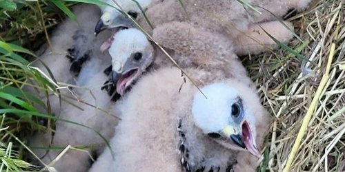Im hohen Gras sitzen vier Greifvogelküken dicht beieinander. Ihr Gefieder ist grau.