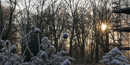 Im Vordergrund sind übergefrorene Blumen zu sehen. Rechts bedfindet sich ein Gebäude mit einem Gerüst. Hinten sind Bäume zu sehen und die Morgensonne.
