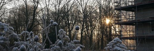 Im Vordergrund sind übergefrorene Blumen zu sehen. Rechts bedfindet sich ein Gebäude mit einem Gerüst. Hinten sind Bäume zu sehen und die Morgensonne.