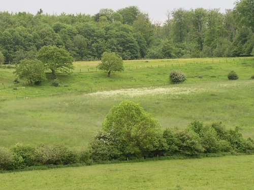 Eine Weidelandschaft mit Hecken und Zäunen.