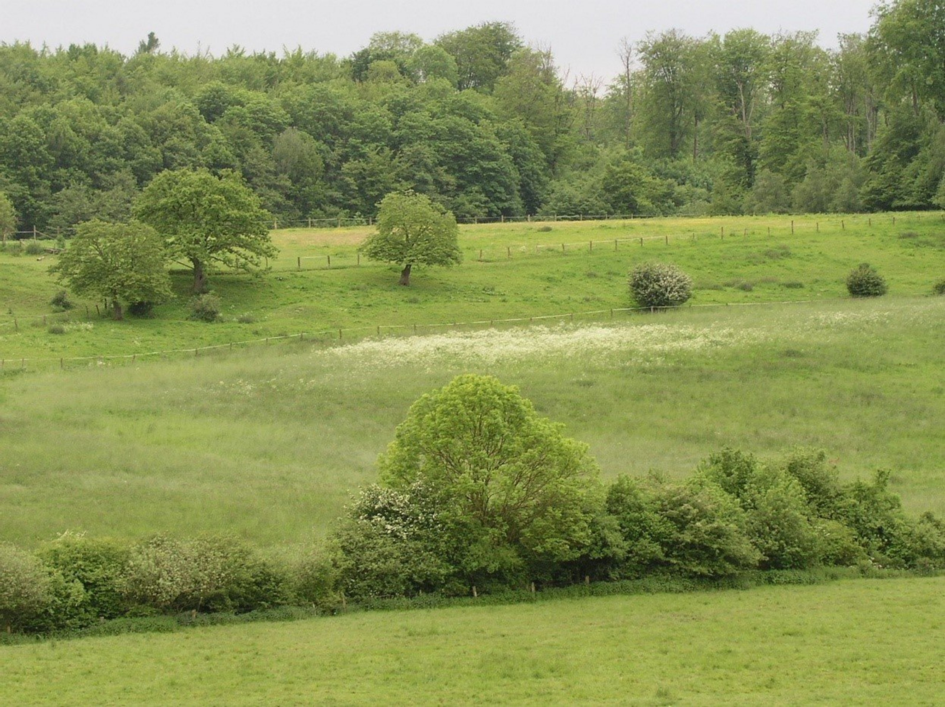 Eine Weidelandschaft mit Hecken und Zäunen.