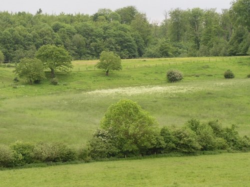 Münsterländer Parklandschaft mit Bäumen und Hecken bei Dülmen