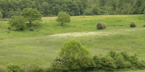 Münsterländer Parklandschaft mit Bäumen und Hecken bei Dülmen